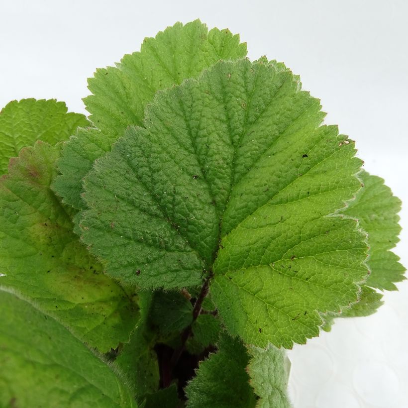Geum coccineum Feuermeer - Benoîte orangée (Foliage)