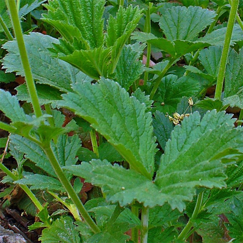 Geum coccineum Karlskaer - Benoîte jaune orangé (Foliage)