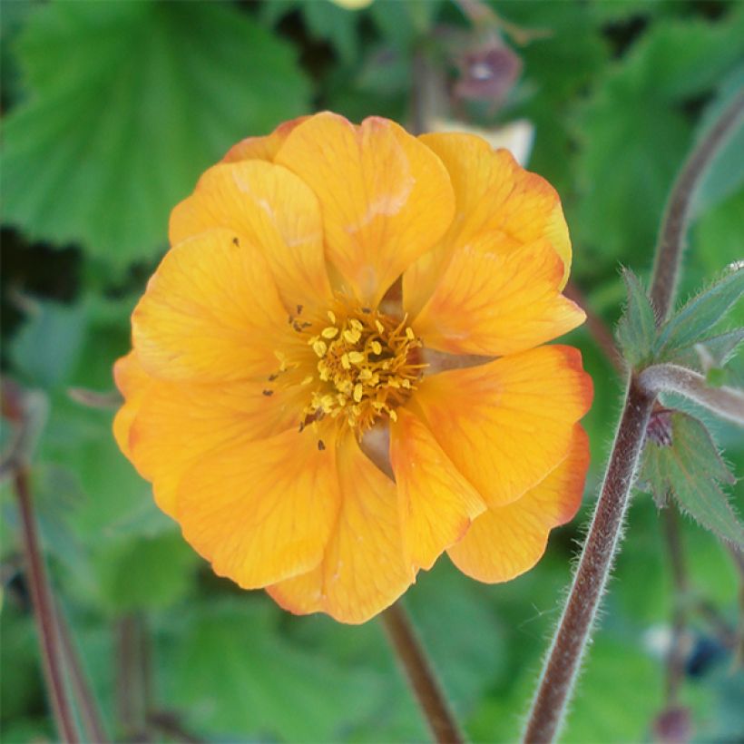 Geum coccineum Karlskaer - Benoîte jaune orangé (Flowering)