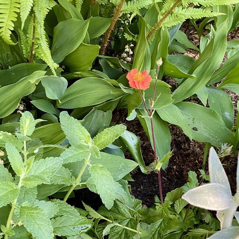Geum coccineum Koi - Benoîte (Plant habit)