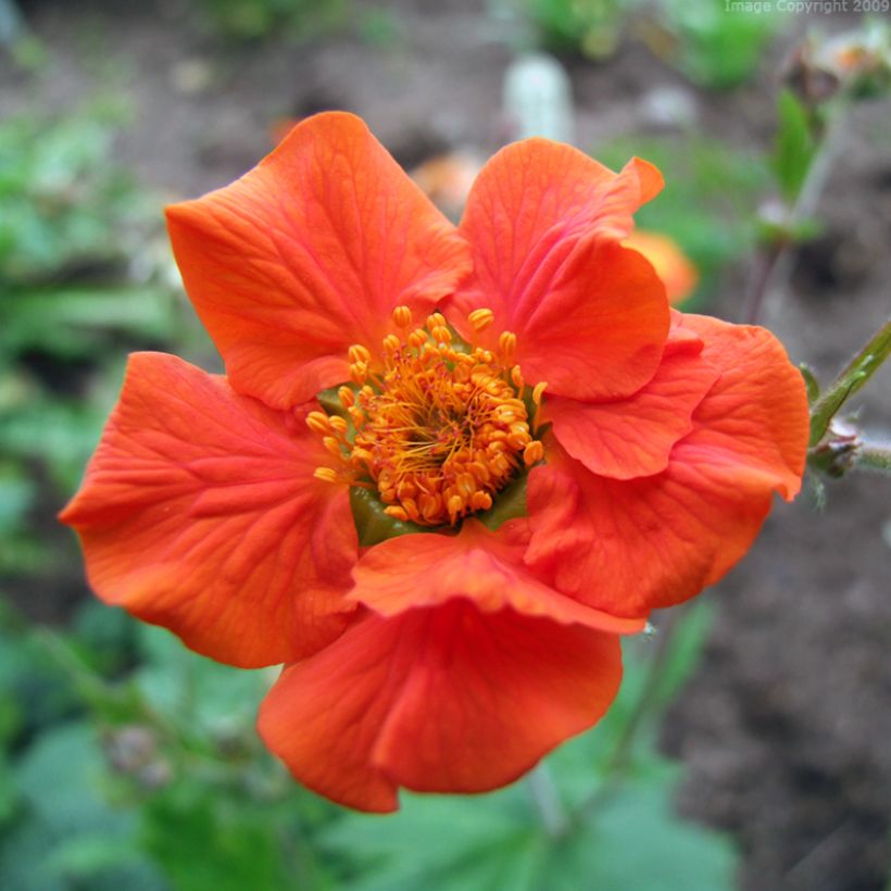 Geum coccineum Werner Arends - Benoîte orange  (Flowering)