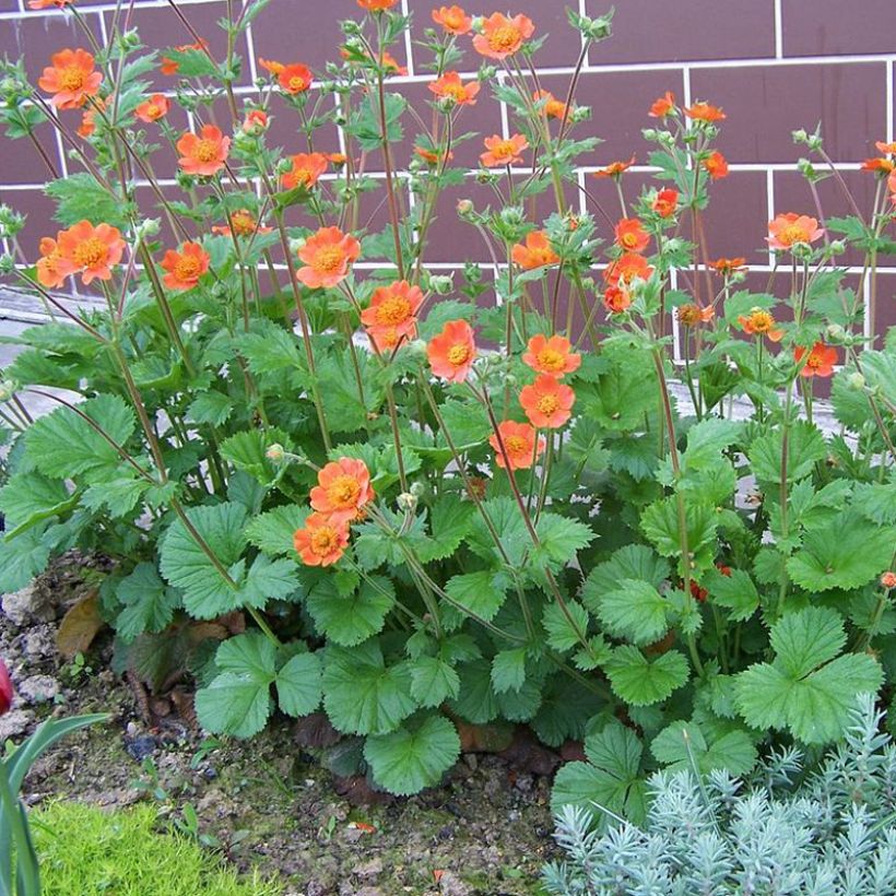 Geum coccineum Werner Arends - Benoîte orange  (Plant habit)