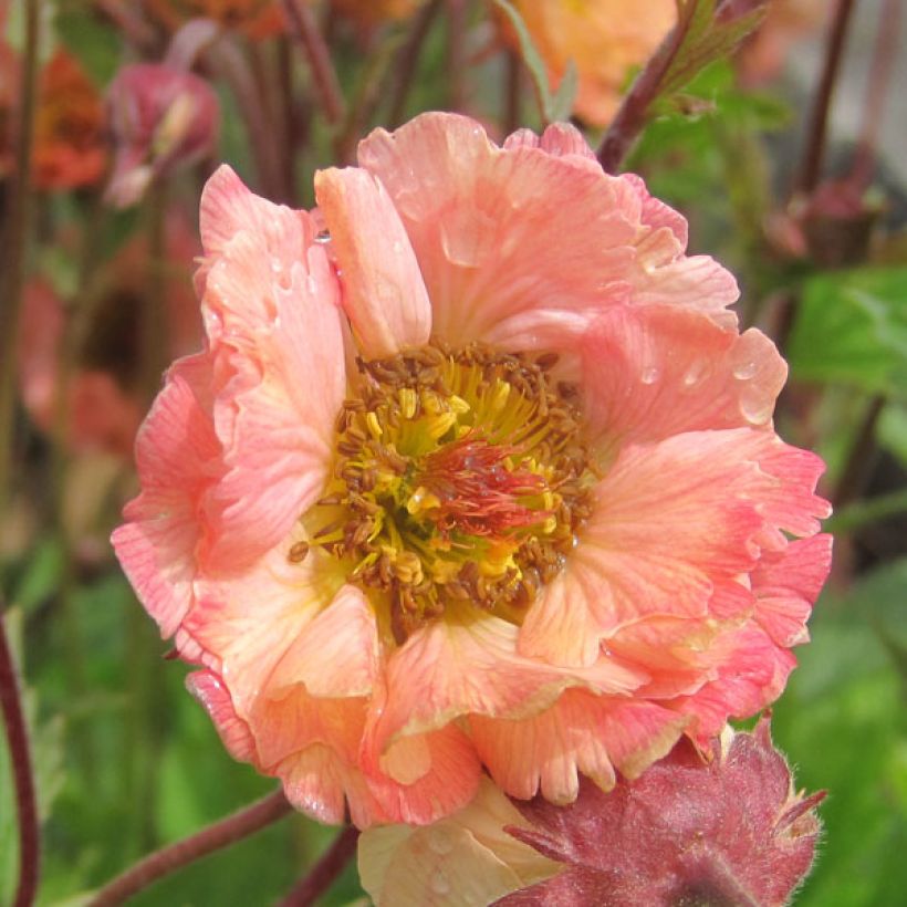 Geum Mai Tai - Benoîte saumon abricot  (Flowering)