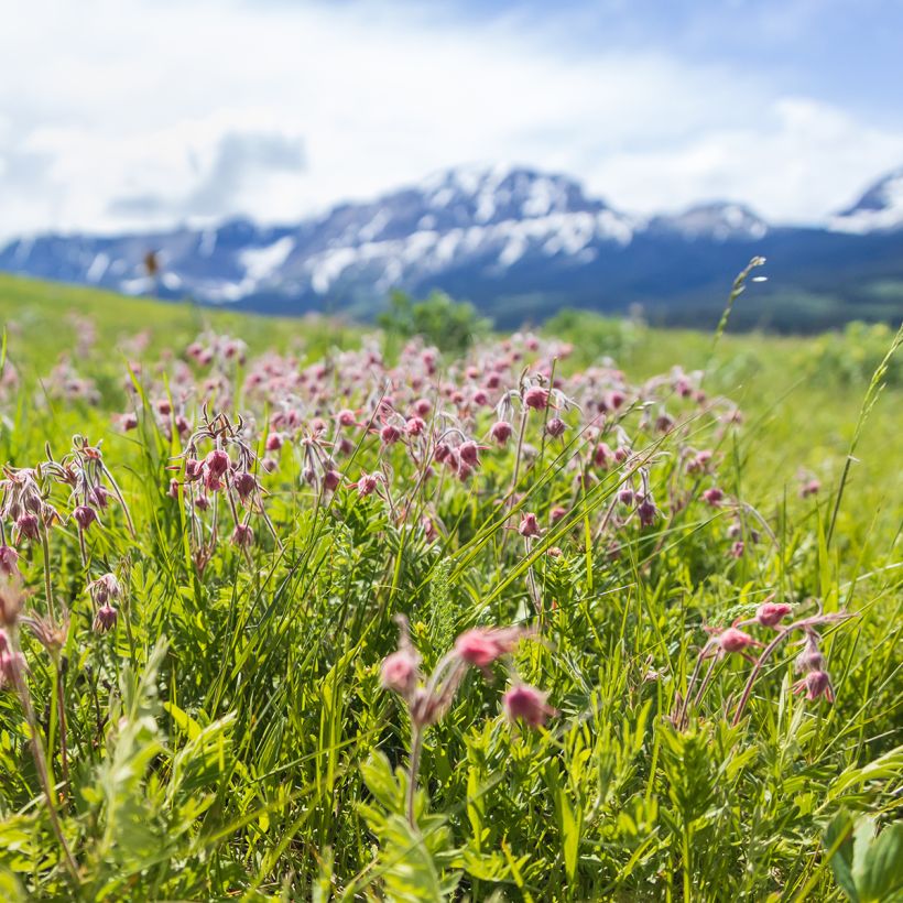 Geum triflorum - Benoîte rose rougeâtre (Plant habit)