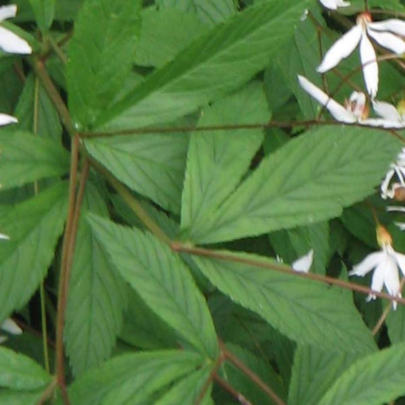 Gillenia trifoliata - Spirée à 3 feuilles (Foliage)