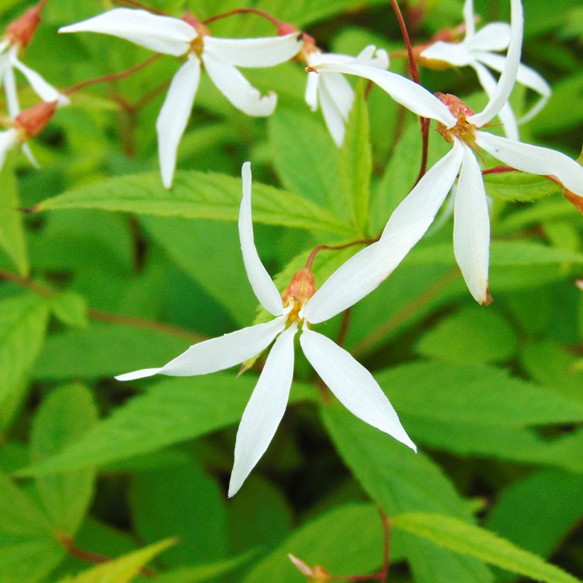 Gillenia trifoliata - Spirée à 3 feuilles (Flowering)