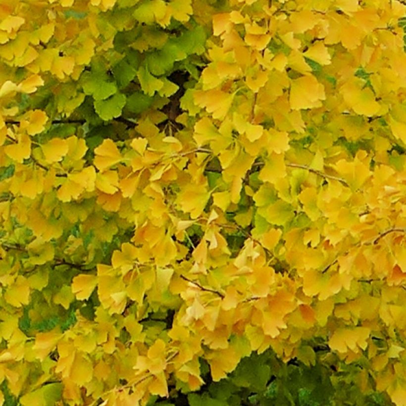 Ginkgo Biloba fastigiata Gold Flame - Arbre aux quarante écus (Foliage)