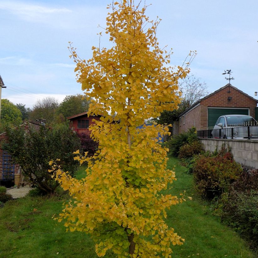 Ginkgo Biloba fastigiata Gold Flame - Arbre aux quarante écus (Plant habit)