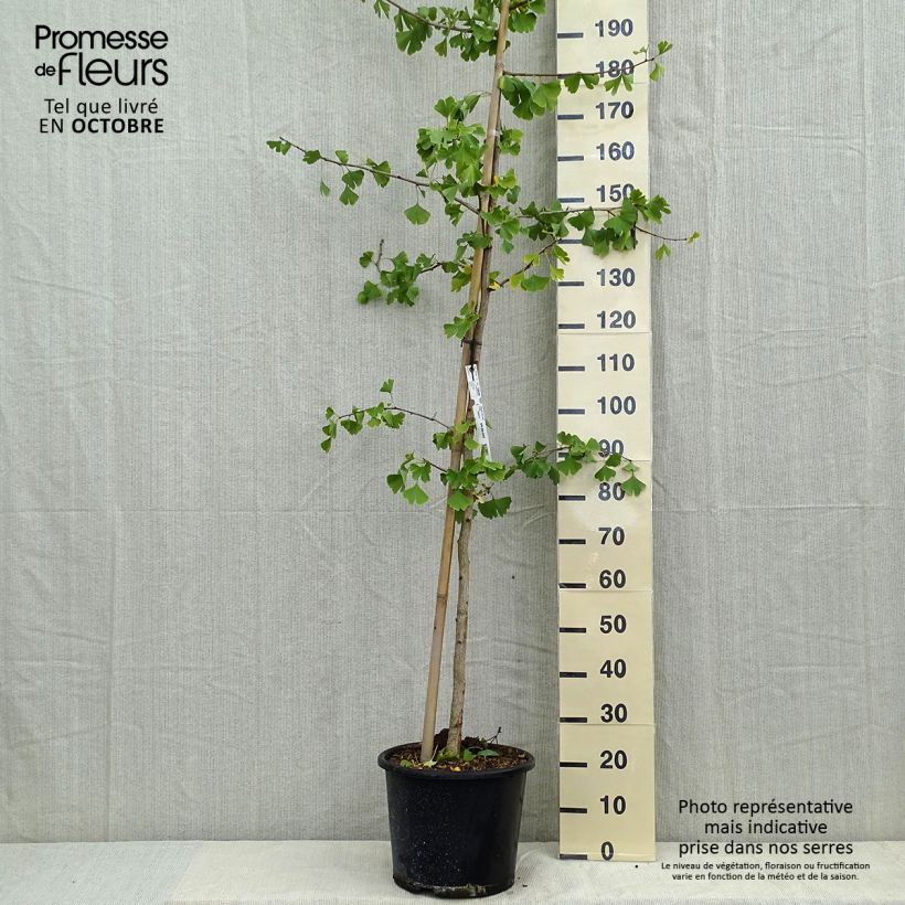 Example of Ginkgo biloba - Arbre aux quarante écus Pot de 6L/7L as you get in automne