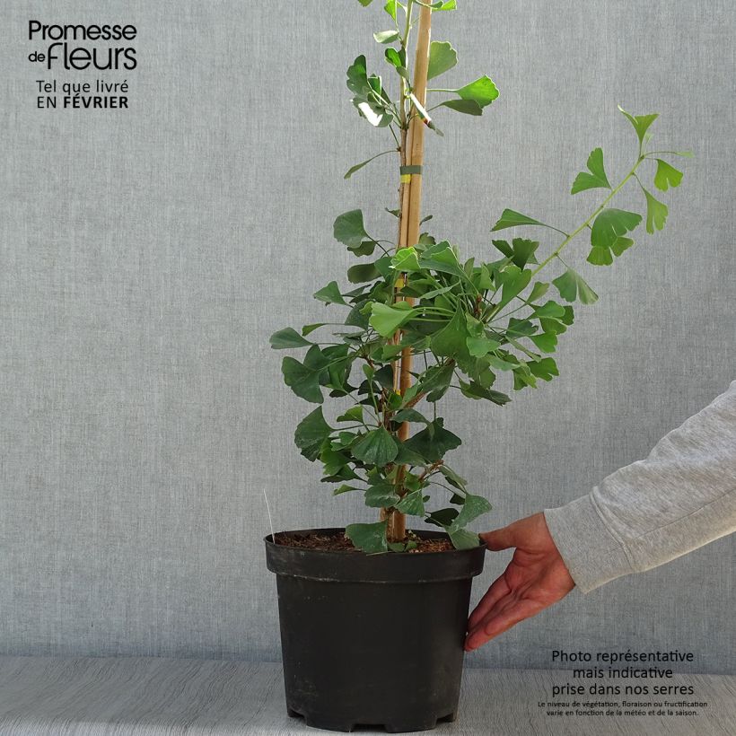 Example of Ginkgo biloba Autumn Gold - Arbre aux quarante écus Pot de 6L/7L as you get in automne