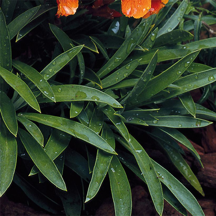 Giroflée ravenelle Bedder Vulcan brune (Foliage)