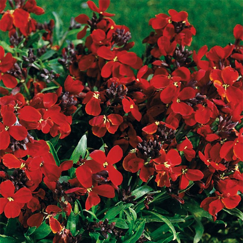Giroflée ravenelle Bedder Vulcan brune (Flowering)