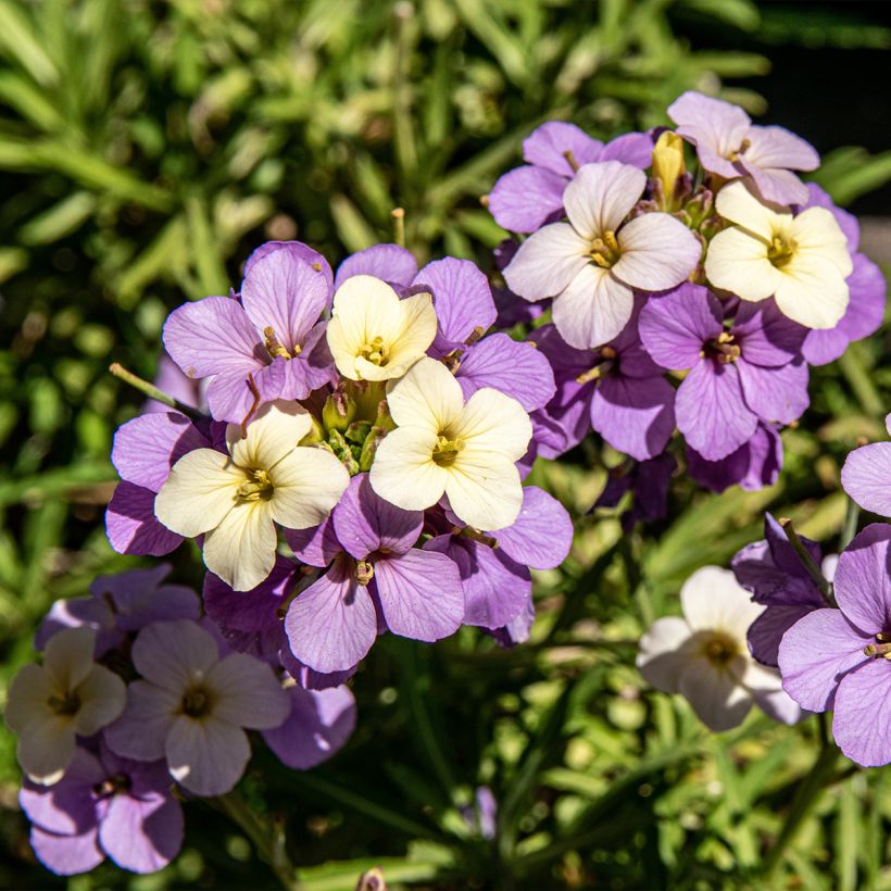 Giroflée vivace - Erysimum Poem Lilac (Flowering)