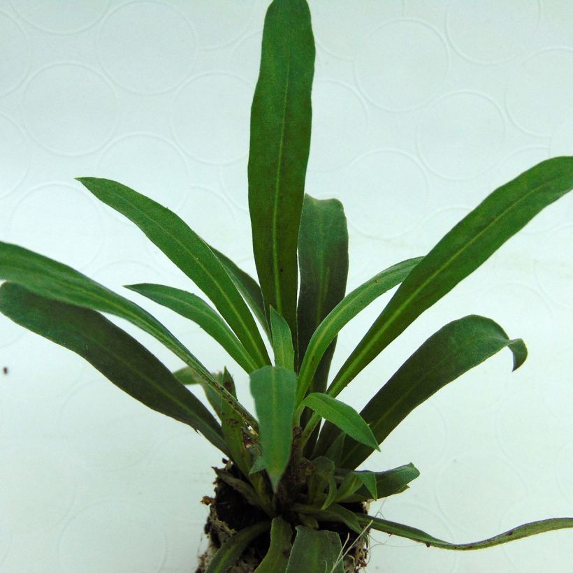 Giroflée vivace - Erysimum Rysi Copper (Foliage)