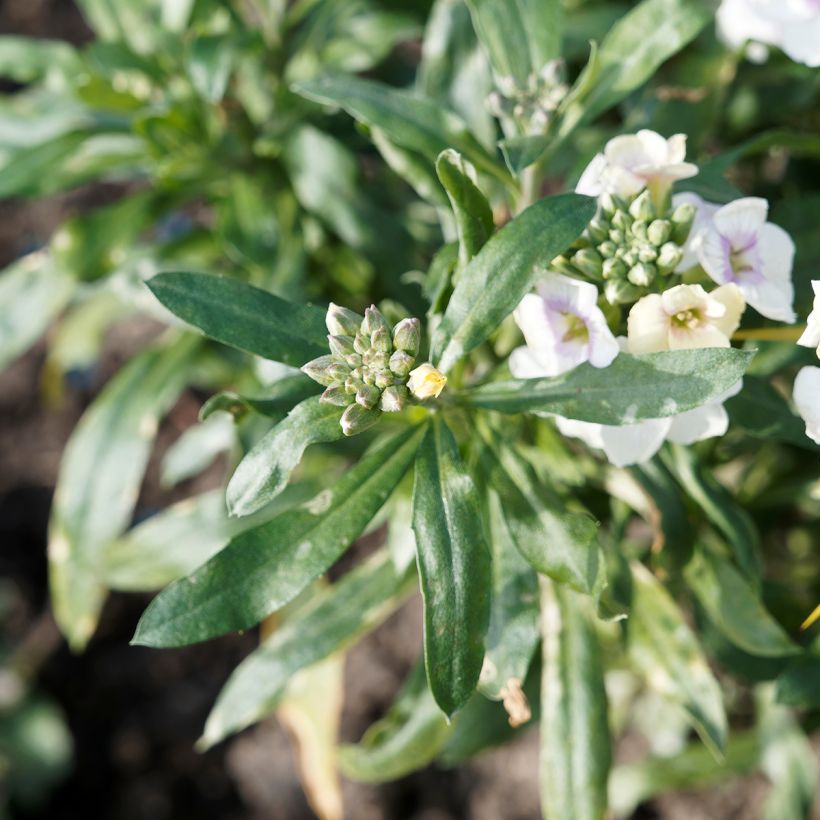 Giroflée vivace - Erysimum Rysi Moon (Foliage)