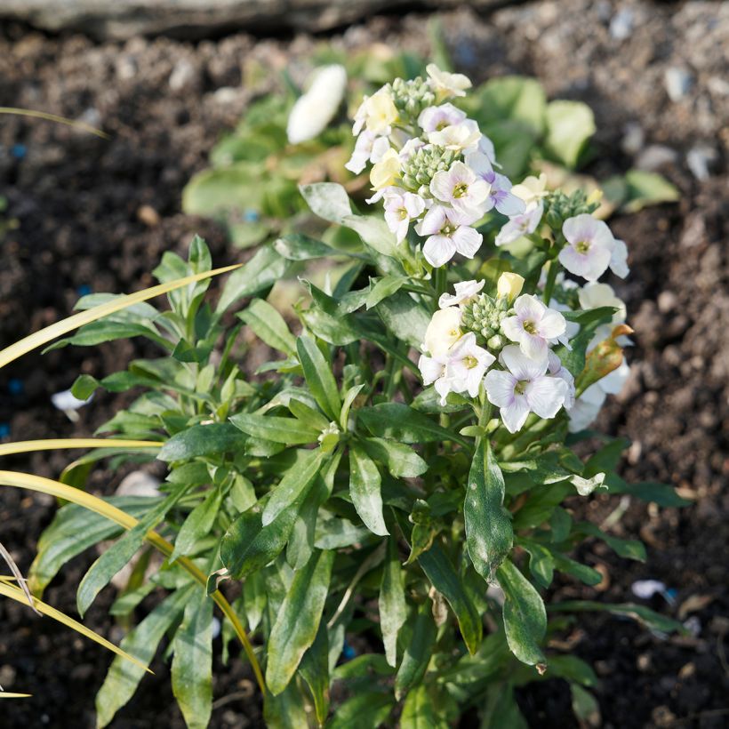 Giroflée vivace - Erysimum Rysi Moon (Plant habit)