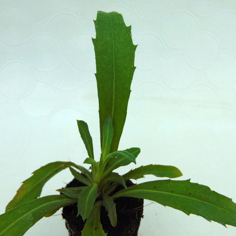 Giroflée vivace - Erysimum Winter Joy (Foliage)