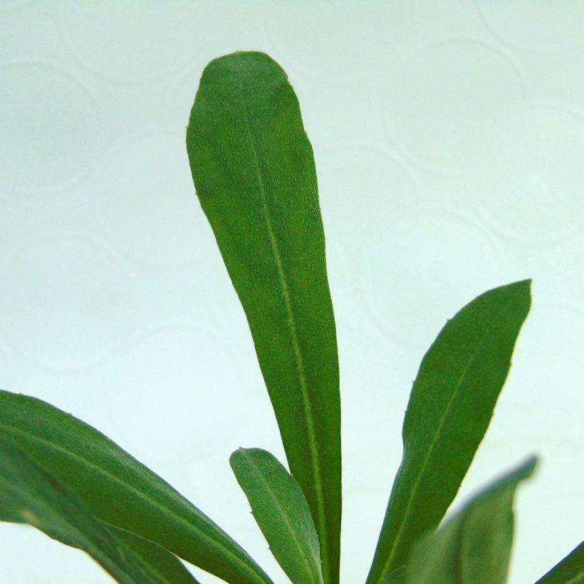 Giroflée vivace - Erysimum Winter Light (Foliage)