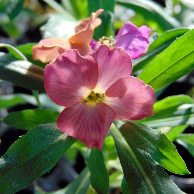 Giroflée vivace - Erysimum Winter Party (Flowering)