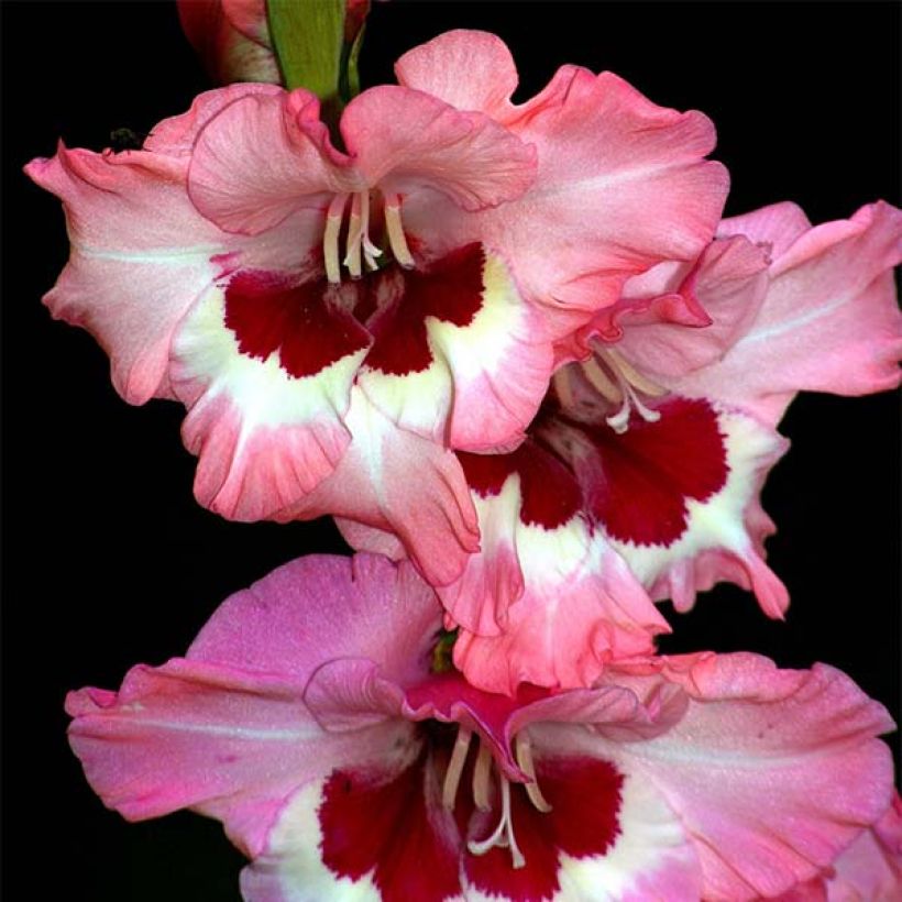 Glaïeul ou Gladiolus Wine and Roses (Flowering)