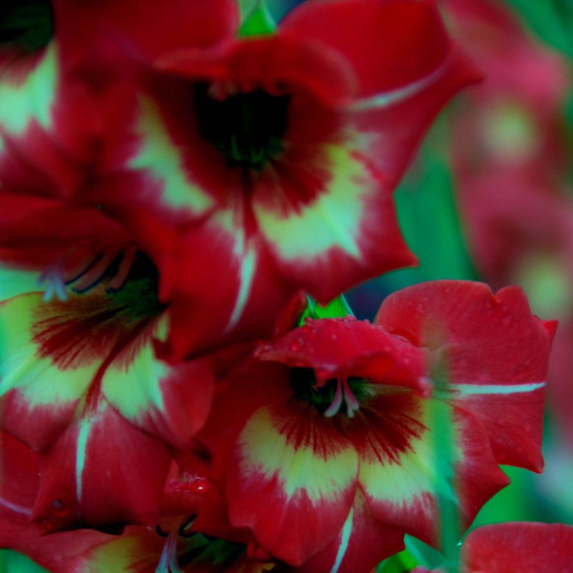 Glaïeul ou Gladiolus Flevo Vito (Flowering)