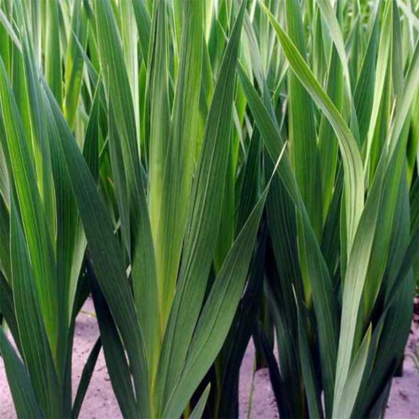 Glaïeul ou Gladiolus colvillei Galaxian (Foliage)