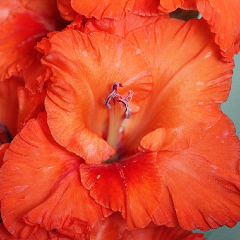 Glaïeul ou Gladiolus Wig's Sensation (Flowering)