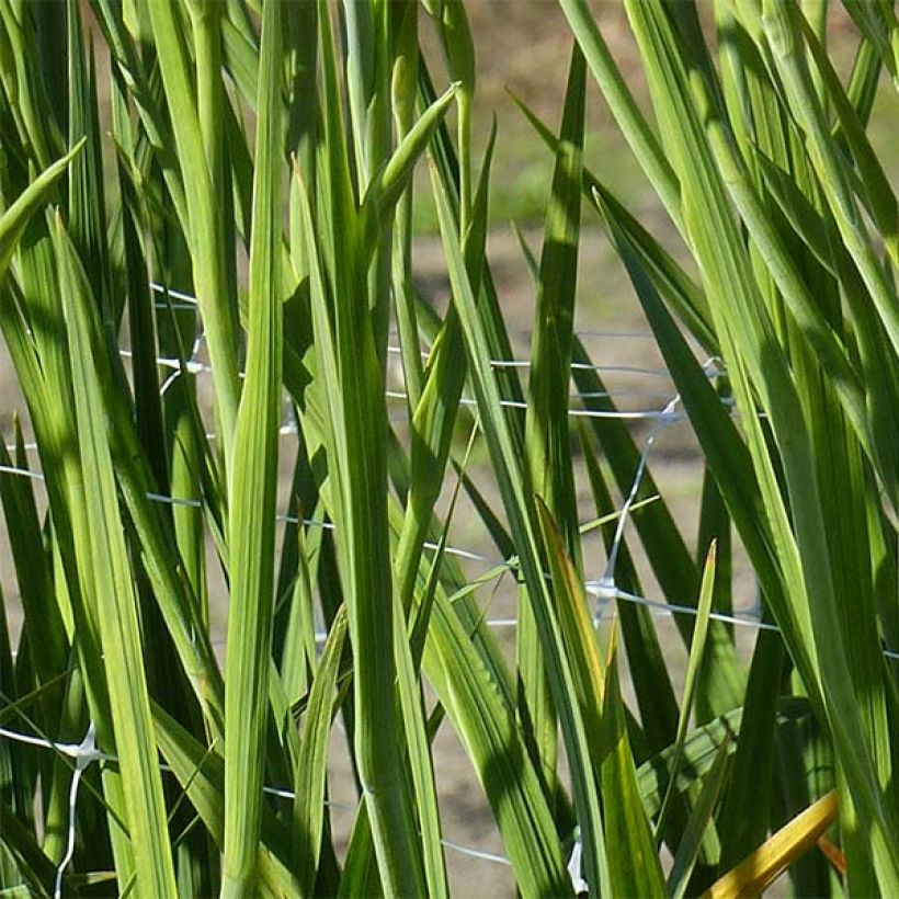 Glaïeul ou Gladiolus colvillei Robinetta (Foliage)