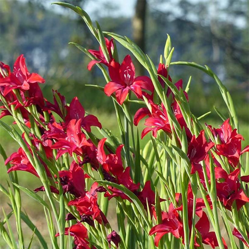 Glaïeul ou Gladiolus colvillei Robinetta (Flowering)