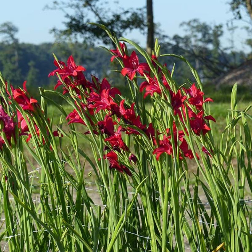 Glaïeul ou Gladiolus colvillei Robinetta (Plant habit)