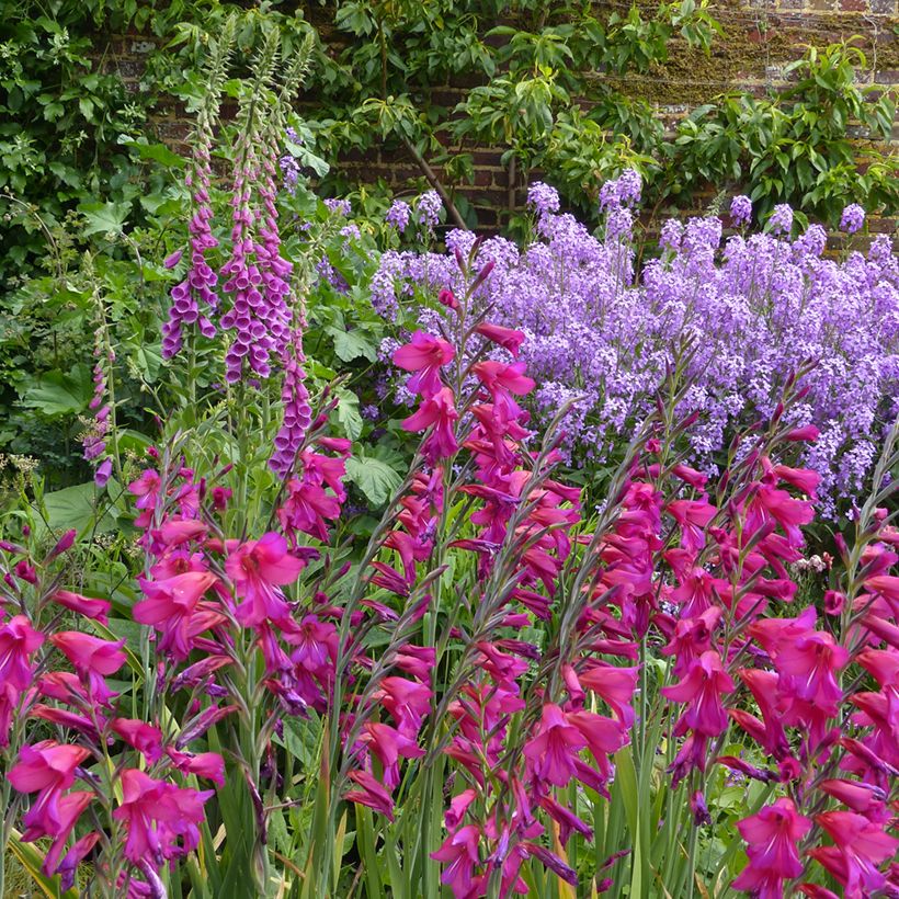 Glaïeul de Byzance - Gladiolus byzantinus Whistling Jack (Plant habit)