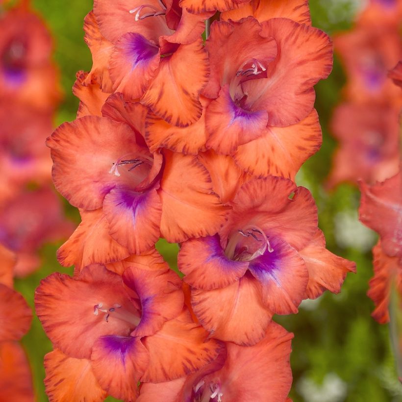 Galïeul ou Gladiolus Tricolore (Flowering)