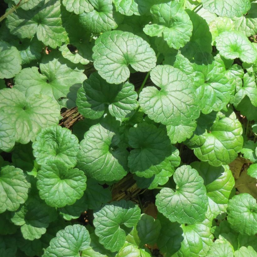 Glechoma hederacea - Lierre terrestre (Foliage)