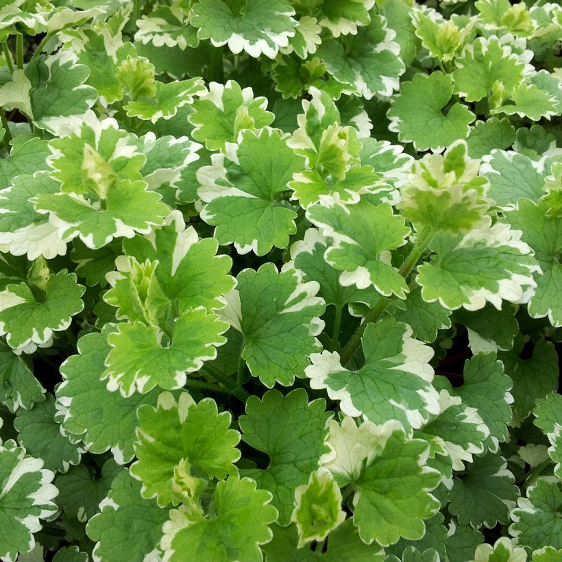 Glechoma hederacea Variegata - Lierre terrestre panaché (Foliage)
