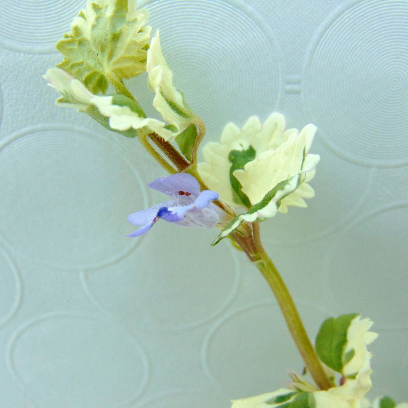 Glechoma hederacea Variegata - Lierre terrestre panaché (Flowering)