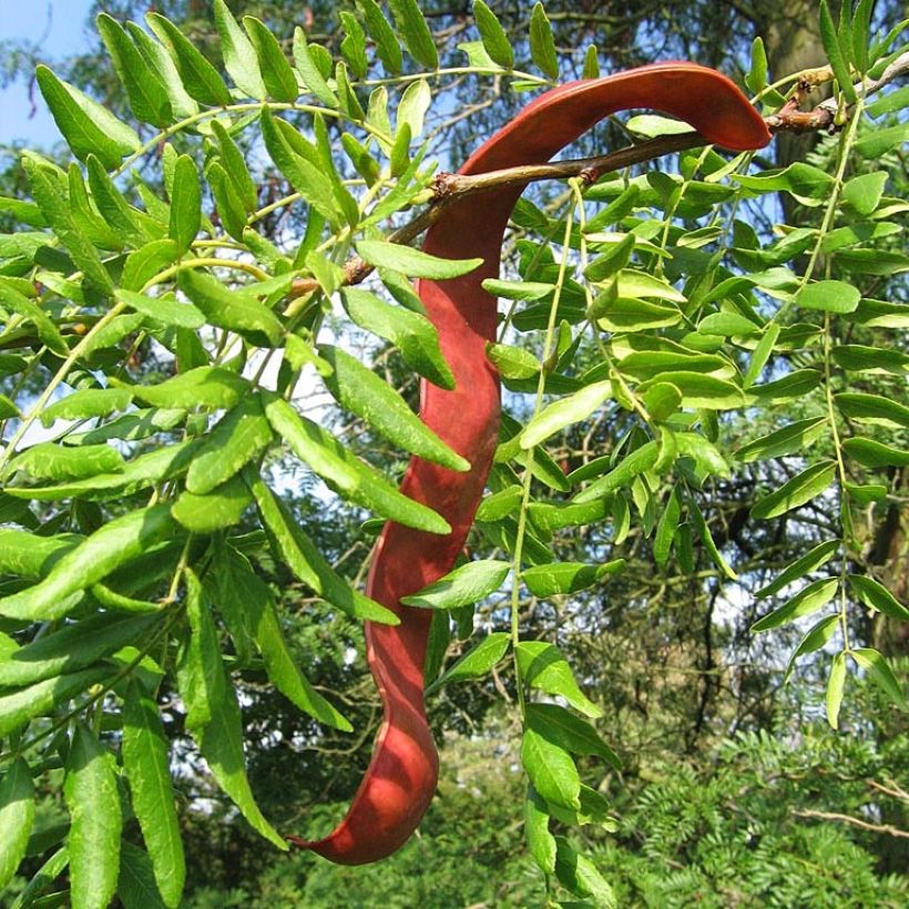 Gleditsia triacanthos - Févier d'Amérique (Harvest)