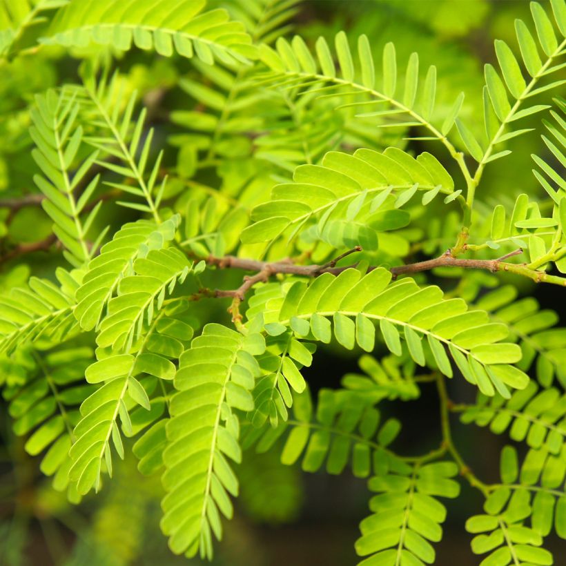 Févier d'Amérique - Gleditsia triacanthos Elegantissima (Foliage)