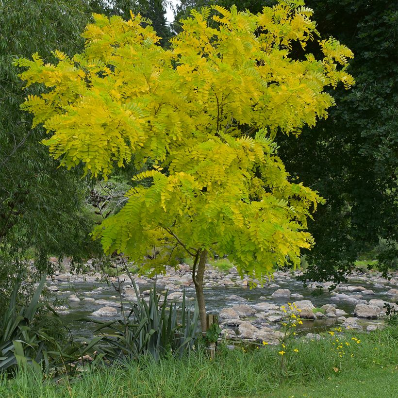 Févier d'Amérique - Gleditsia triacanthos Elegantissima (Plant habit)