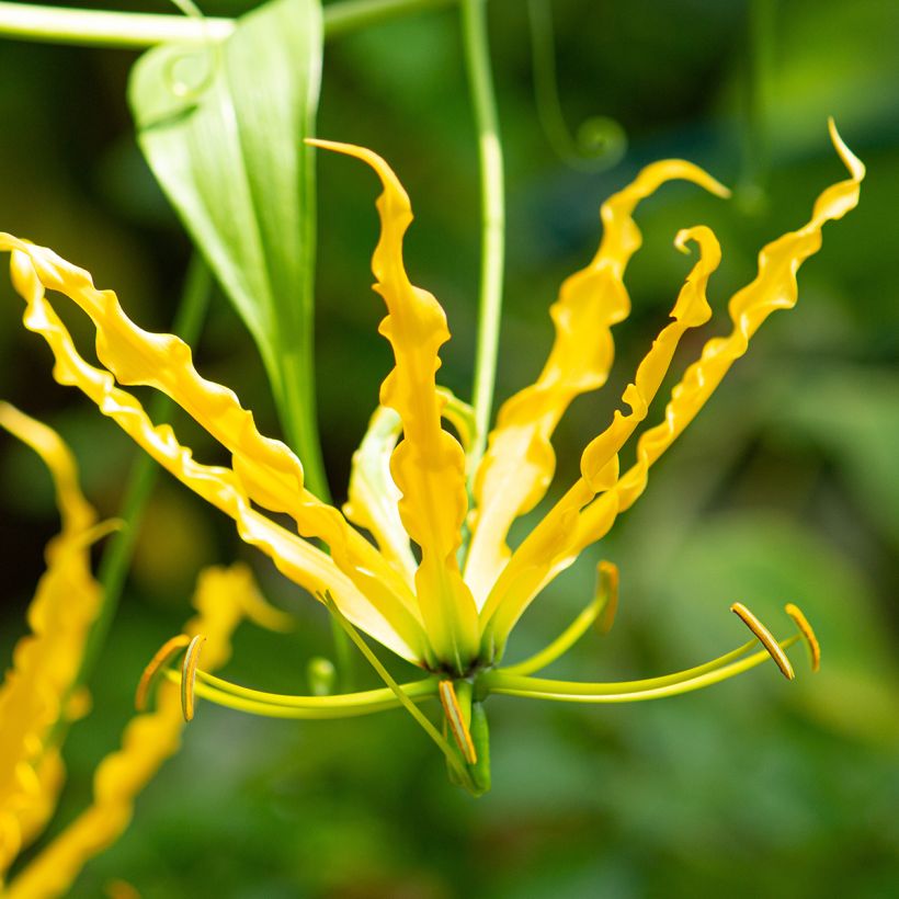 Gloriosa lutea - Lis glorieux jaune (Flowering)
