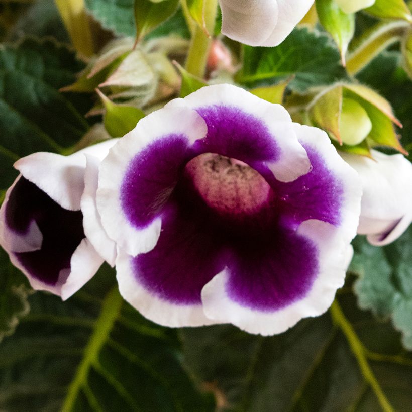 Gloxinia Kaiser Wilhelm   (Flowering)