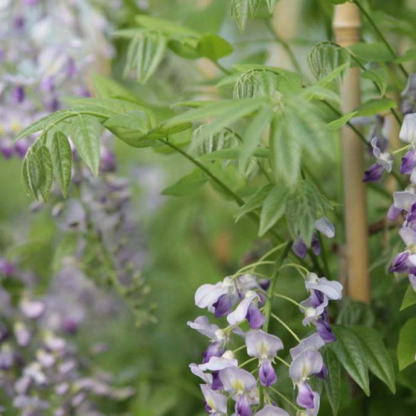 Glycine de Chine - Wisteria sinensis Prolific (Foliage)