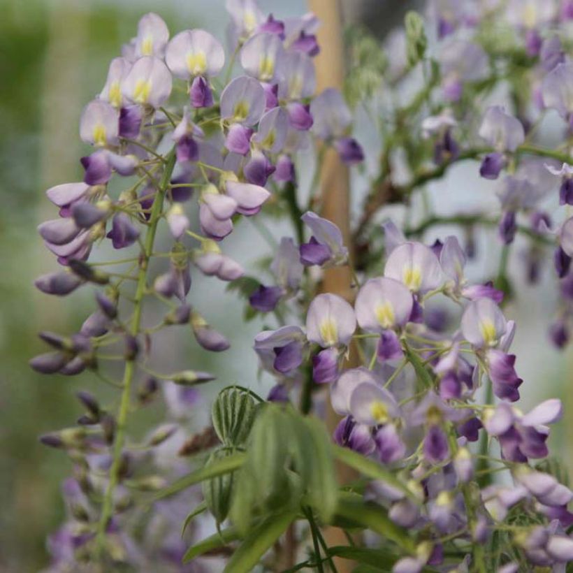 Glycine de Chine - Wisteria sinensis Prolific (Flowering)
