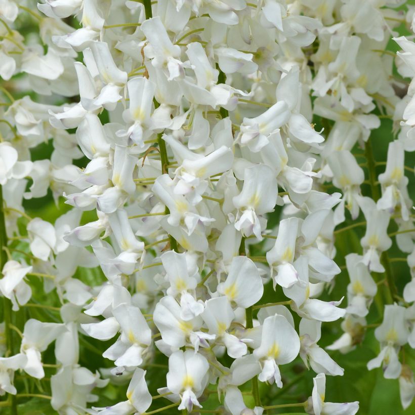 Glycine du Japon - Wisteria floribunda Shiro-noda (Flowering)