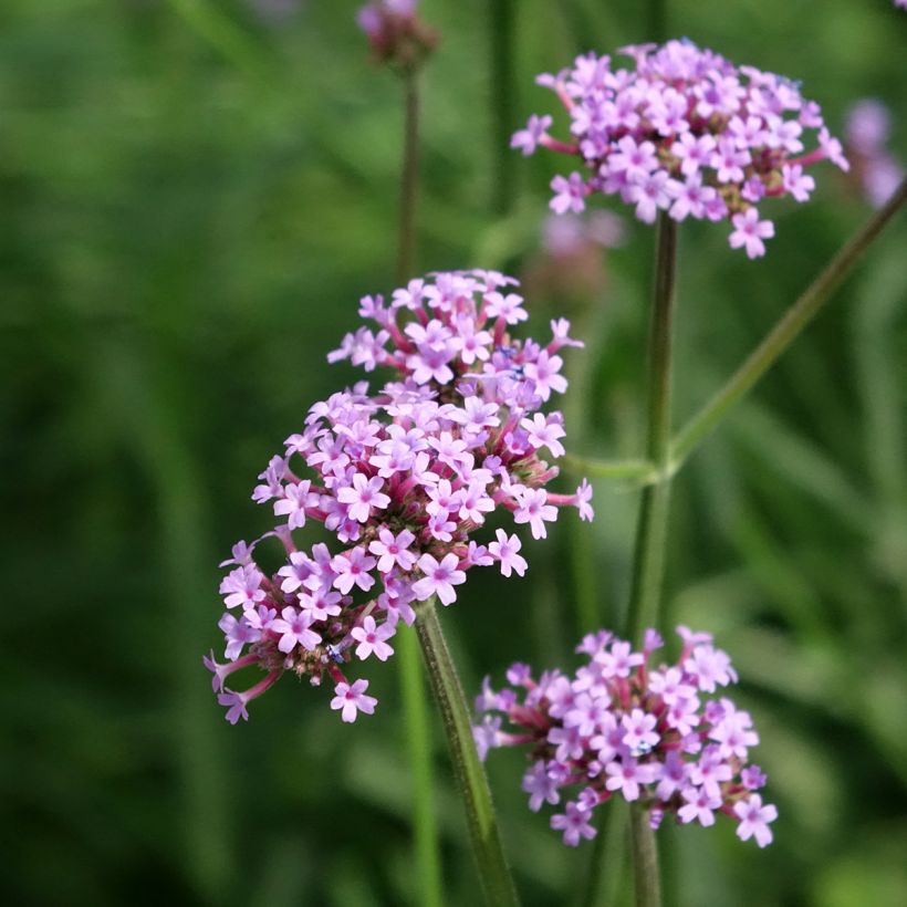 Graines Verveine de Buenos-Aires Vanity - Verbena bonariensis (Flowering)