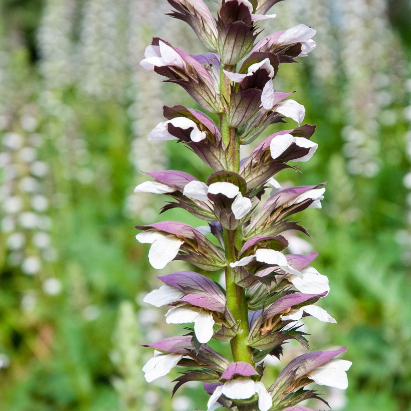 Graines d'Acanthe à feuilles molles - Acanthus mollis (Flowering)