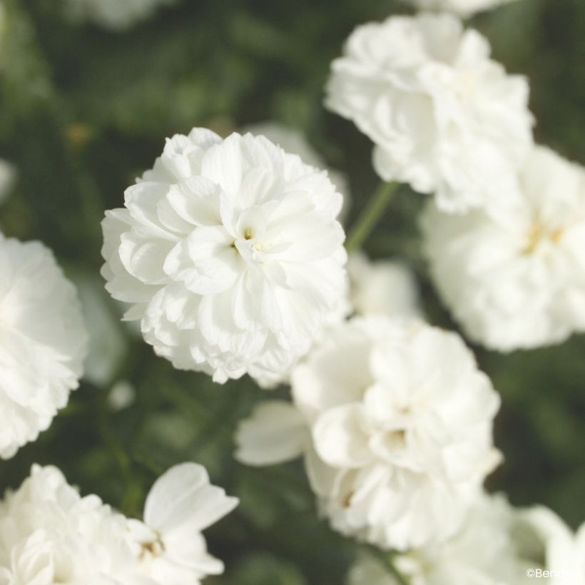 Graines d'Achillée ptarmica Marshmallow (graines enrobées) (Flowering)