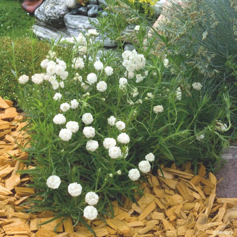 Graines d'Achillée ptarmica Marshmallow (graines enrobées) (Plant habit)