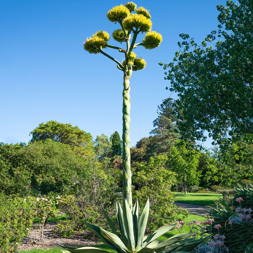 Graines d'Agave salmiana (Plant habit)