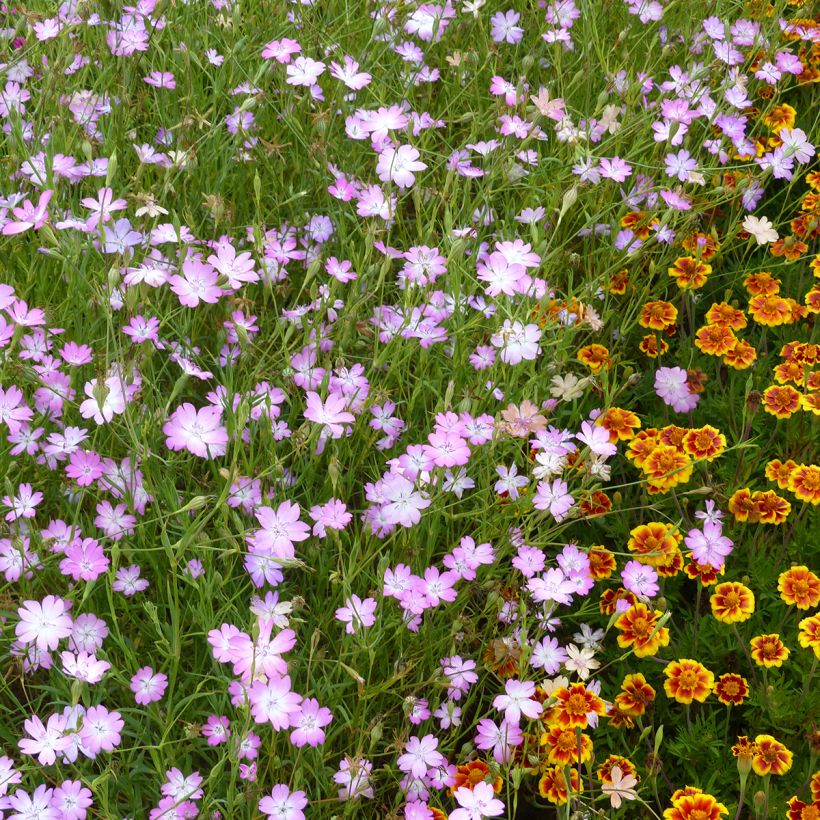 Graines d'Agrostemma Rose du Ciel - Coquelourde (Plant habit)