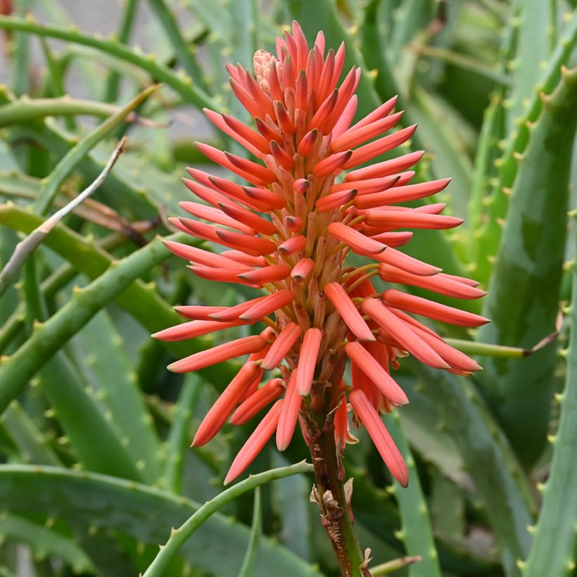 Graines d'Aloe arborescens (Flowering)